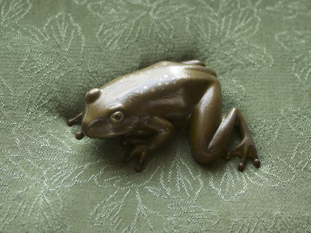 Tree Frog