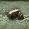 Tree Frog